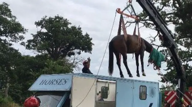 Horse rescue