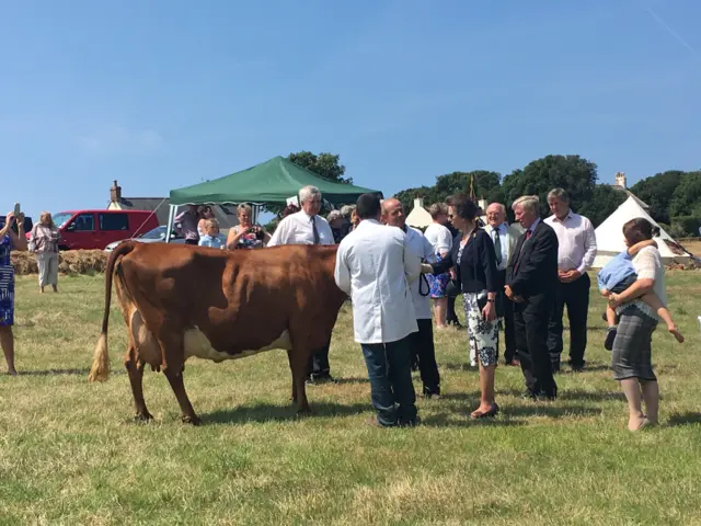 Princess Anne being introduced for a Guernsey cow