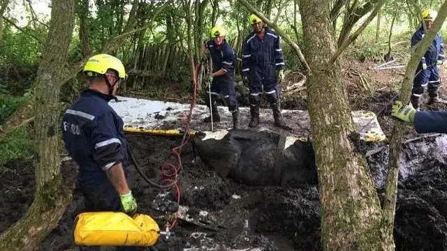 Calf rescue