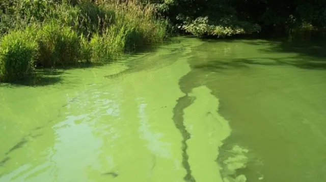 blue-green algae