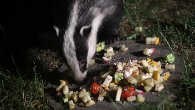 badger