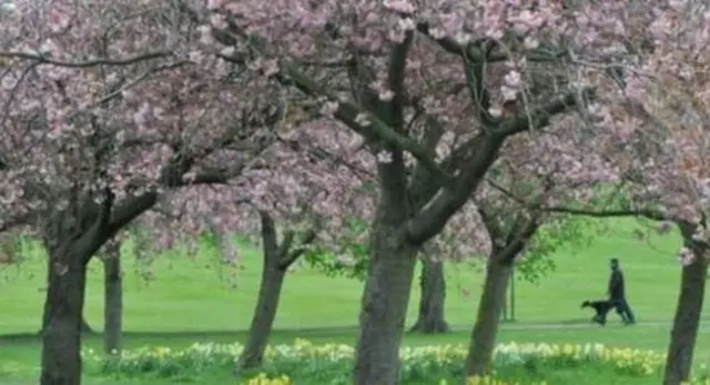 Harrogate Stray