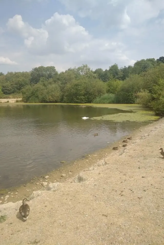 straws bridge algae