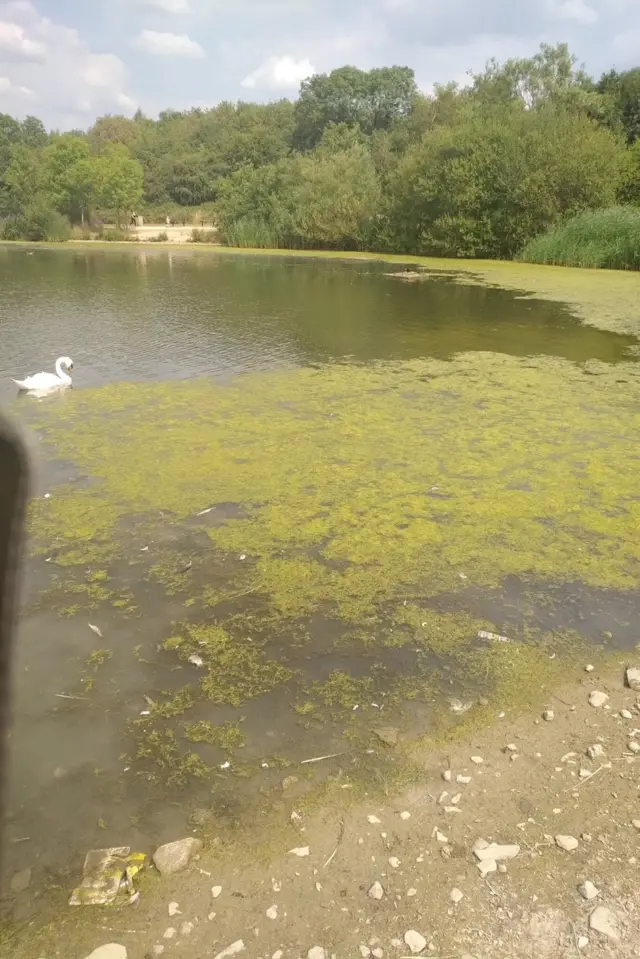 straws bridge algae