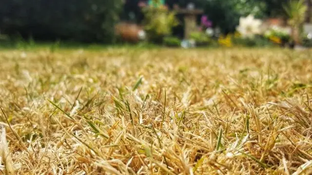 Dry grass in Dawley