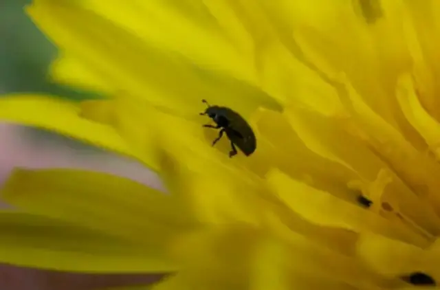 Pollen Beetle