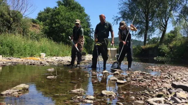 Staffs trying to net fish