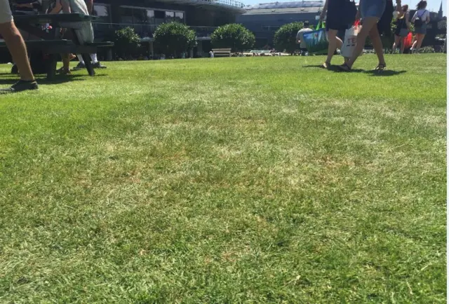 Grass on Henman Hill