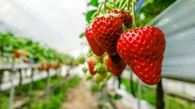 Strawberry growing