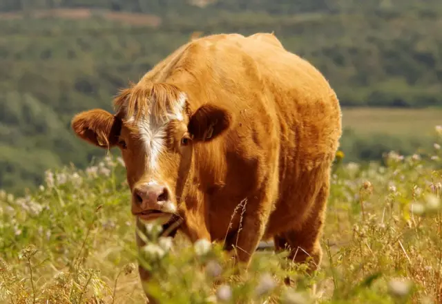 Sheffield cow in the heat