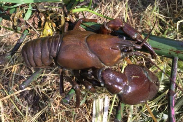 Crayfish