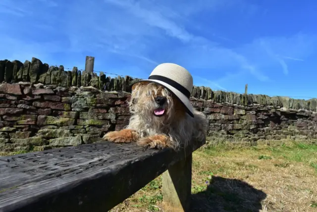 Crumble enjoying the sun