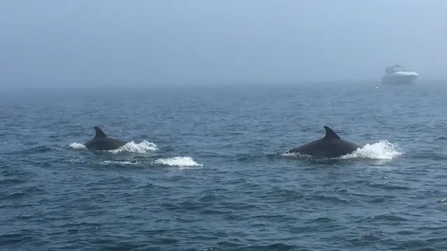 Dolphins