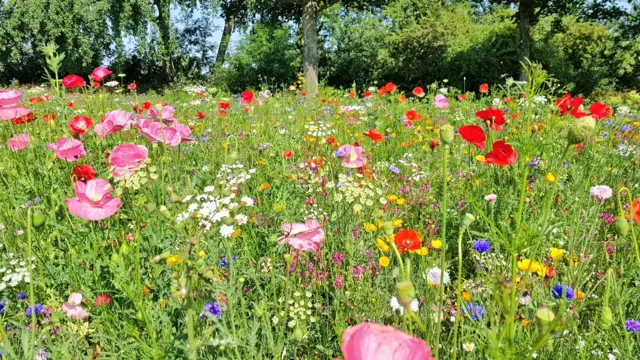 Wild flowers on a large verge