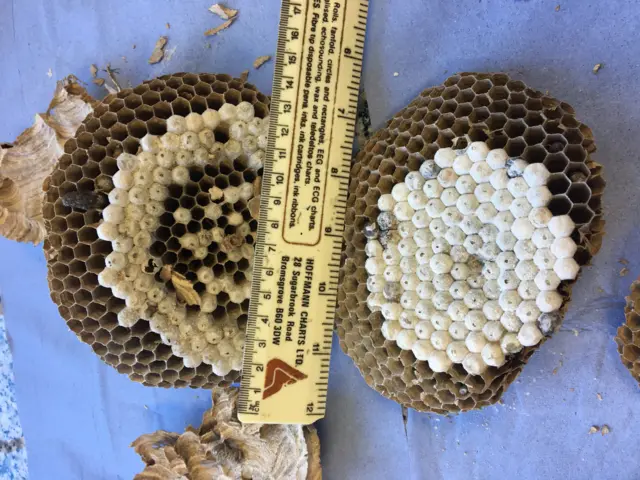 Asian hornet nest
