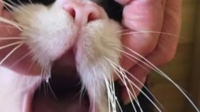 Charlie the cat had all his teeth removed.