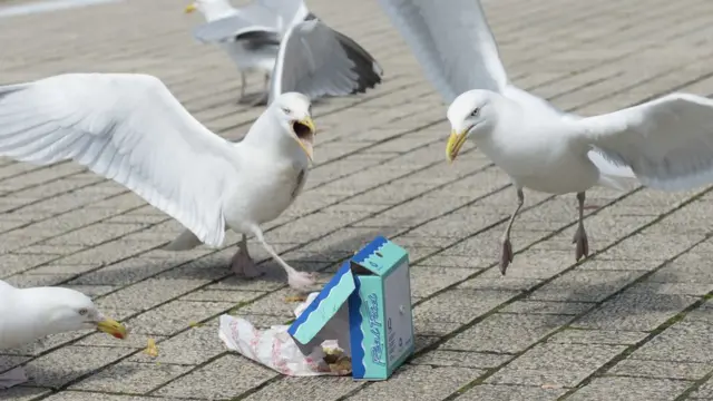 Gulls surrounding a discarded box of chips
