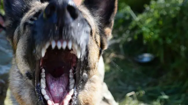 A dog bares its teeth