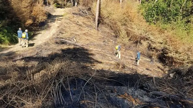 Woodland fire near Alton