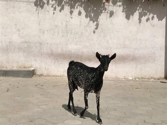 A goat in Hargeisa, Somaliland