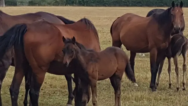 The foal back with other horses