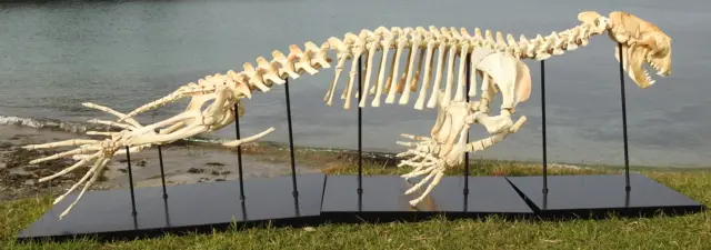 Seal skeleton