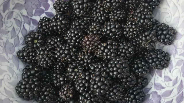 Blackberries