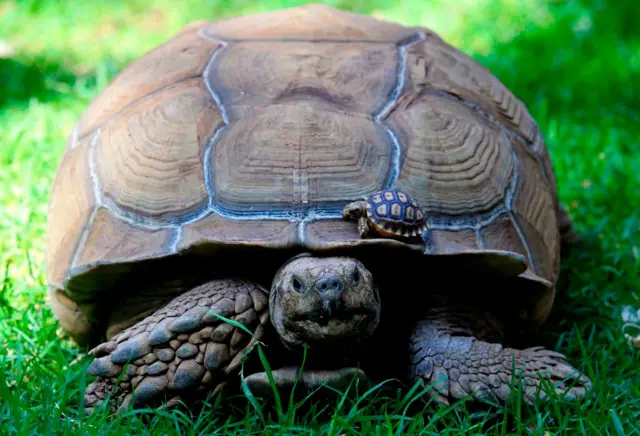 An African spurred tortoise