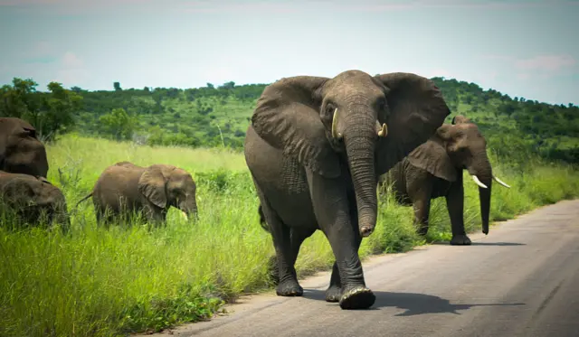 The herd is led by the oldest and often largest female called a matriarch, Tshokwane, South Africa, January 2016. A fearless accountant had a close call as an angry herd of elephants charged his car in Kruger National Park in South Africa