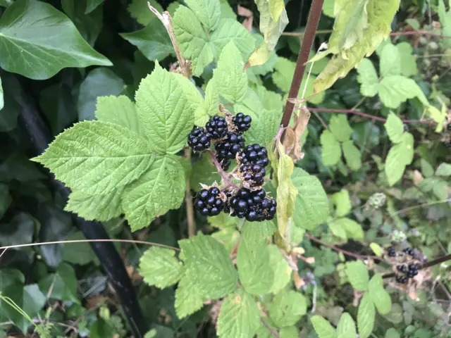 A blackberry bush in fruit in Sneinton