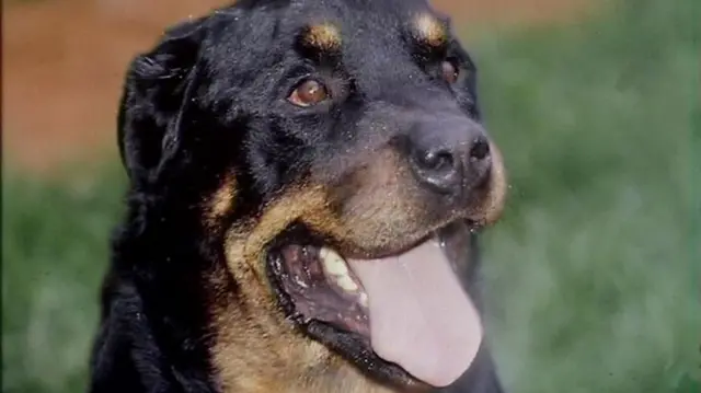 A panting Rottweiller dog in the sunshine