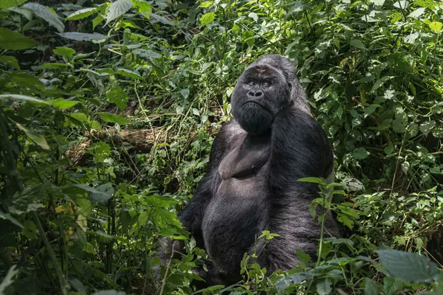 A 25-year old silverback (male adult) mountain gorilla sits in the jungle of the Virunga National Park.