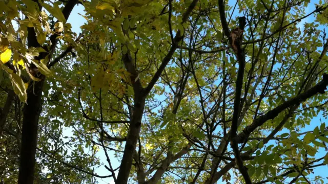 Branches of an ash tree with blue sky