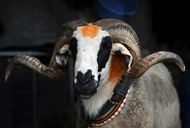 A sheep is seen at a Mellacine animals market where Tunisians buy sheep on November 12, 2010 in preparation for the Muslim holiday of Eid al-Adha, or the Feast of Sacrifice, which marks the end of the annual Hajj pilgrimage to Mecca and is celebrated in remembrance of Abraham's (or Ibrahim's) readiness to sacrifice his son to God.