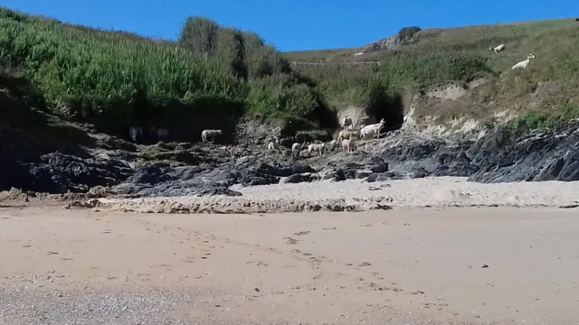 sheep on beach