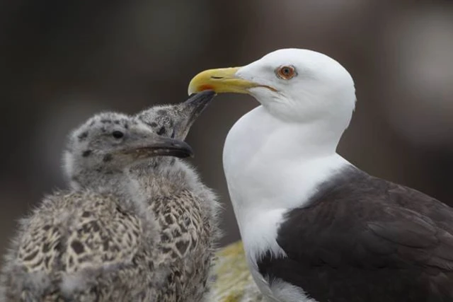 seagulls