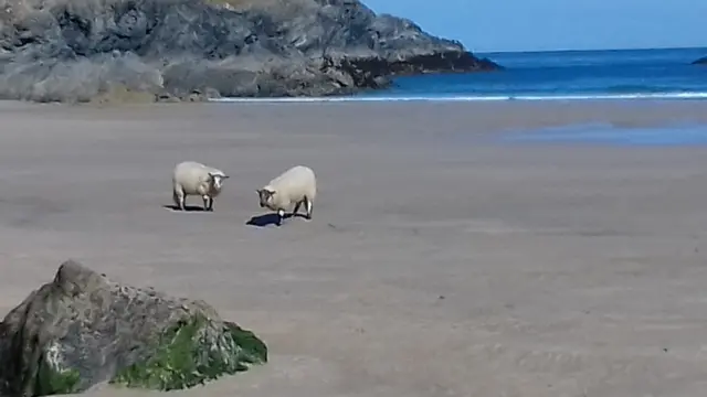 Sheep on beach