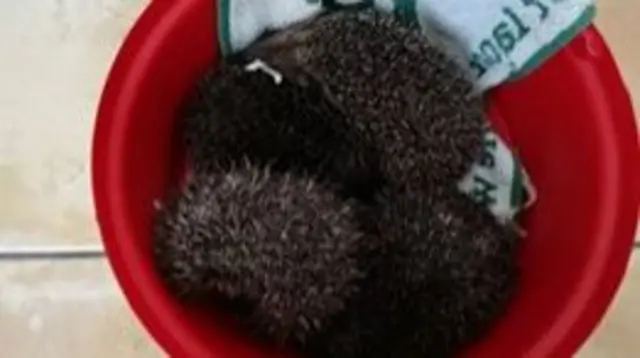 Hedgehogs in a bucket