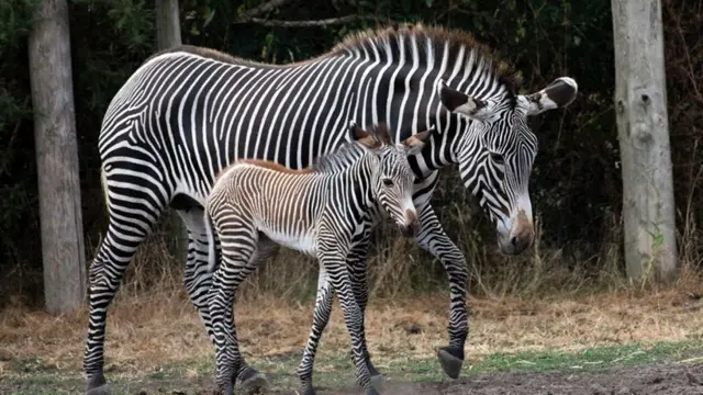 Zebras