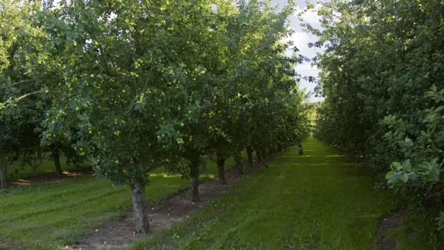 Apple orchard in Herefordshire