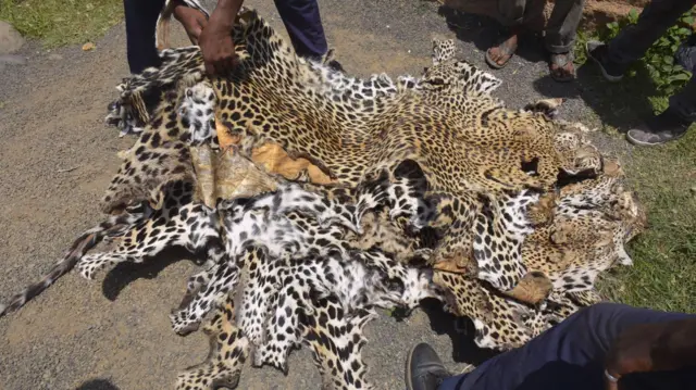 Leopard skins on display