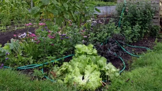 A vegetable patch with ripe plants