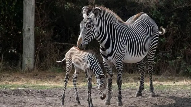 baby zebra