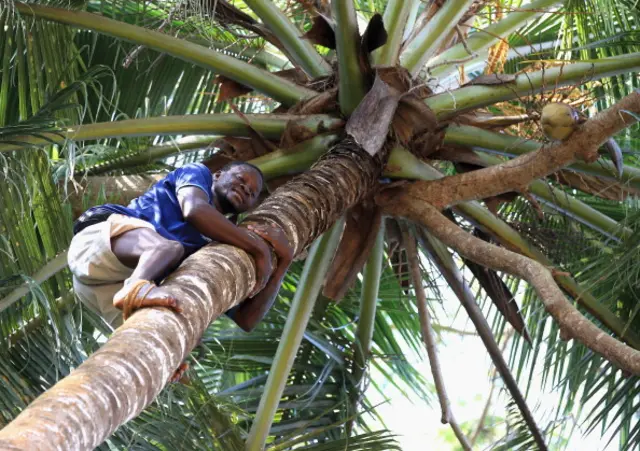 Man climbing tree