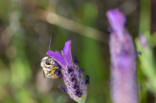 Longhorn bee