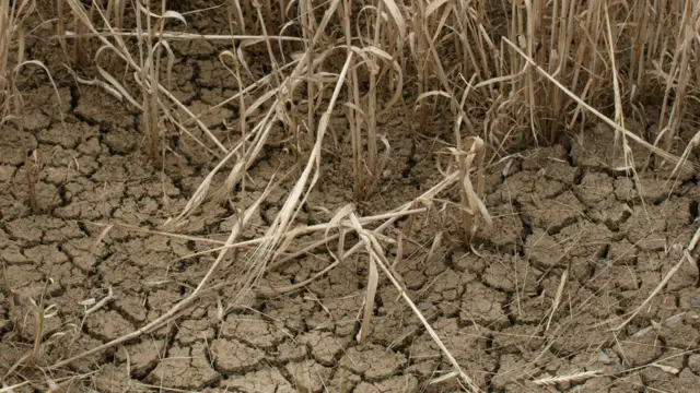 Cracked soil near crops