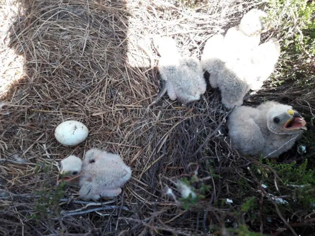 Hen harrier chicks