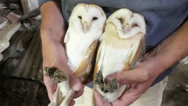 Barn owls