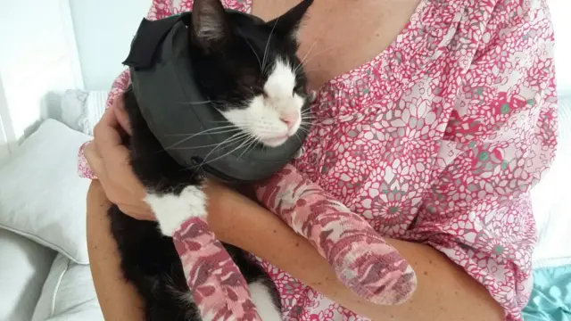 Cat in woman's arms