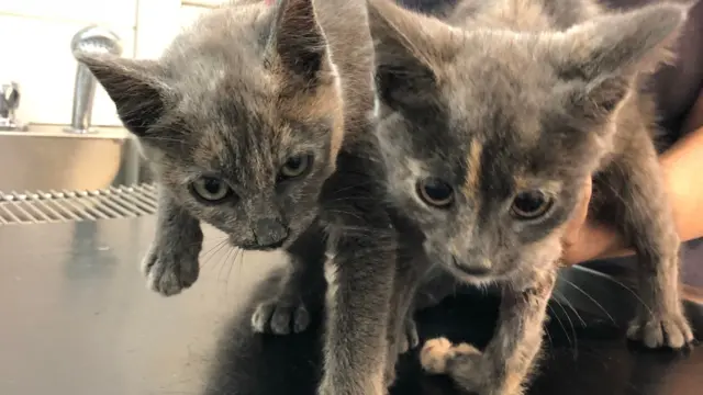 Two grey and ginger kittens